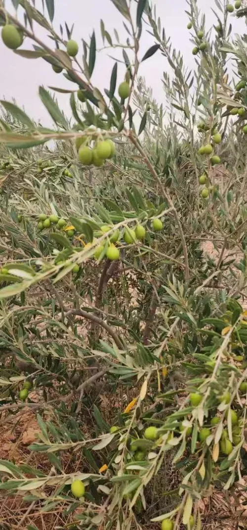 Vente Terrain Agricole Djelfa Bouira lahdab 7