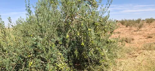 Vente Terrain Agricole Djelfa Bouira lahdab 6