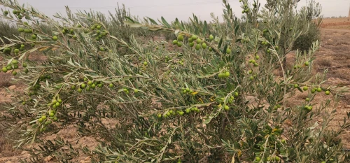 Vente Terrain Agricole Djelfa Bouira lahdab 9