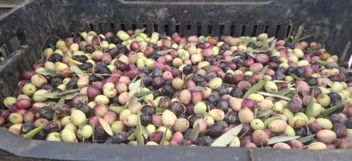 Vente Terrain Agricole Djelfa Bouira lahdab 4