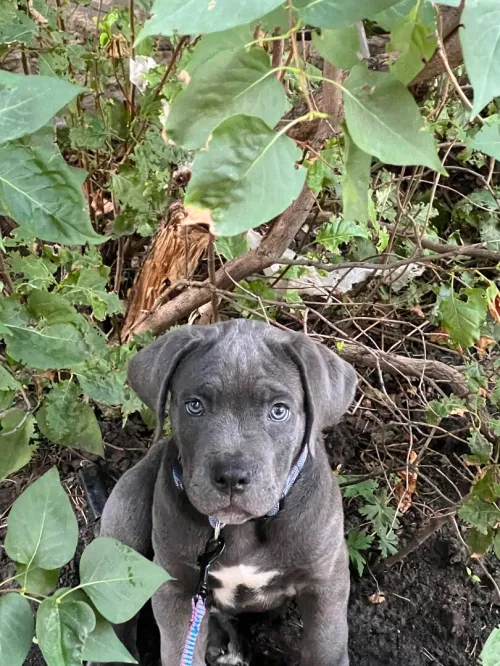 Chien canné corso italie  à vendre