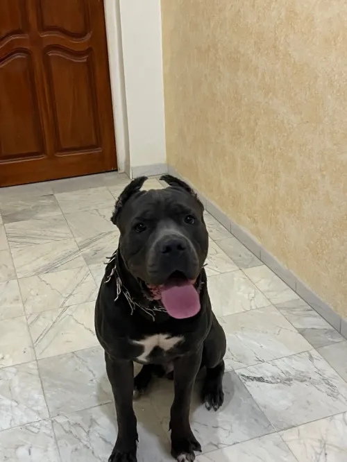 Chien canné corso italie  à vendre