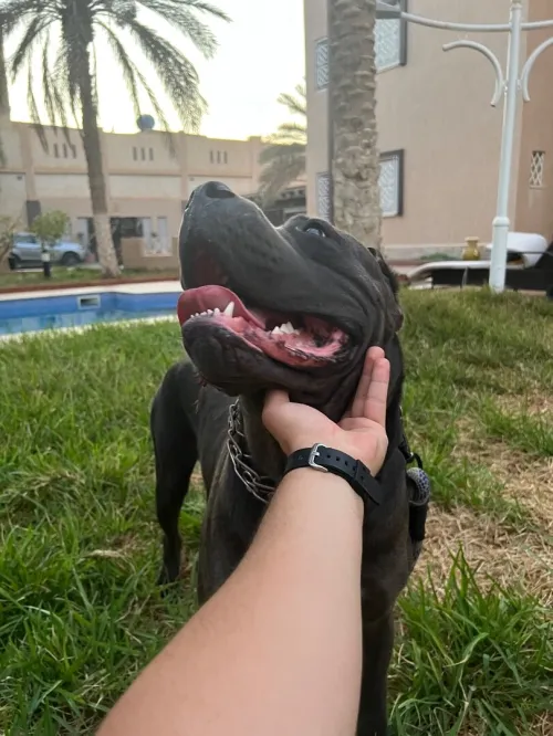 Chien canné corso italie  à vendre