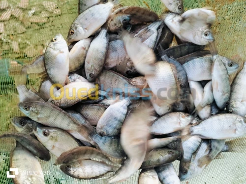 tilapia nilotica et rouge alevins et géniteurs