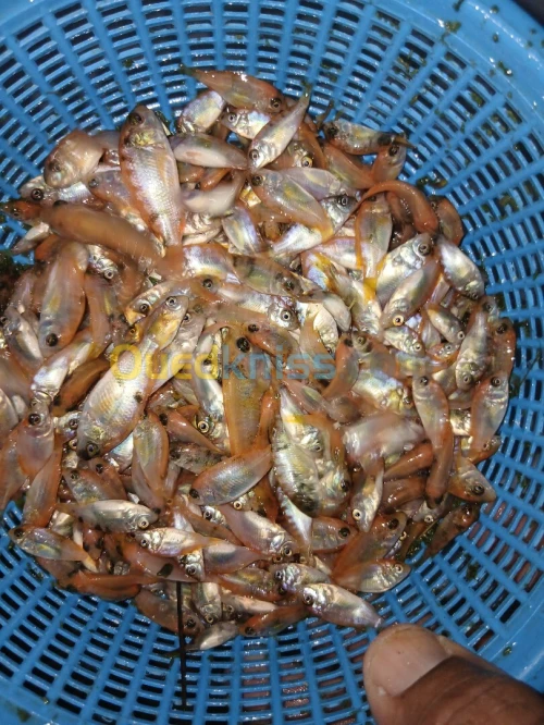 Vente en gros alevins et géniteurs tilapia grise et rouge