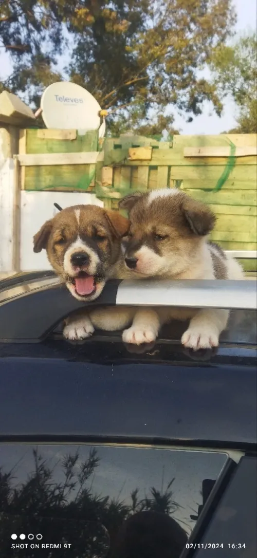 Chiot belusky babahom malinois wyemahom husky 