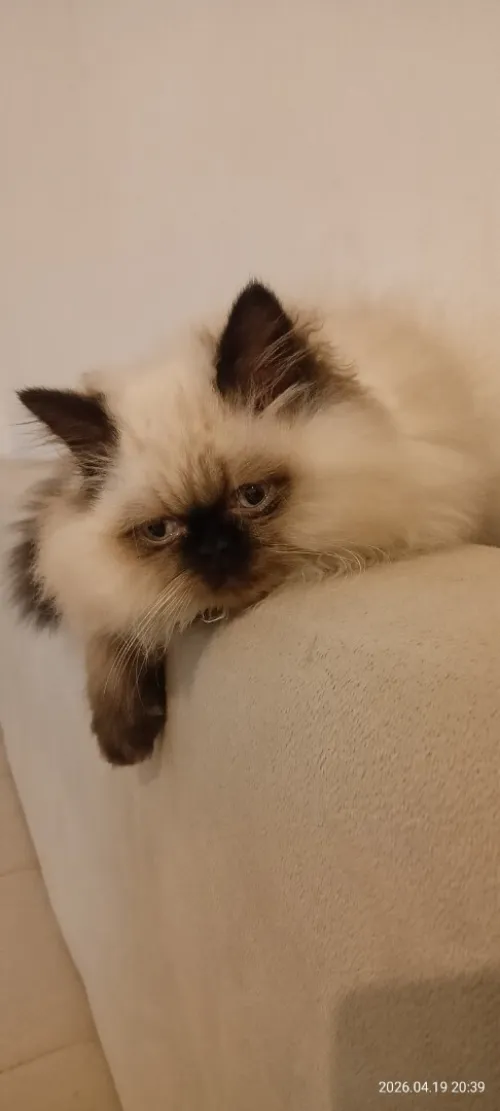 Person Himalaya peki face