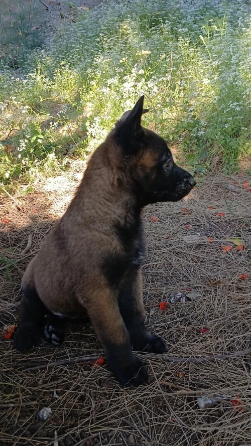 chiot malinois charbonné 50 jours