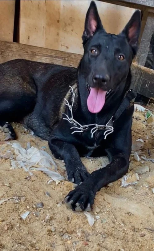 chiot malinois charbonné 50 jours