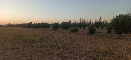 Vente Terrain Agricole Khenchela Remila
