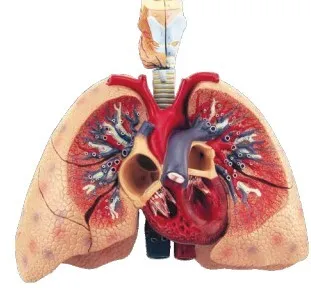 MATÉRIEL DIDACTIQUES ET SCIENTIFIQUES
