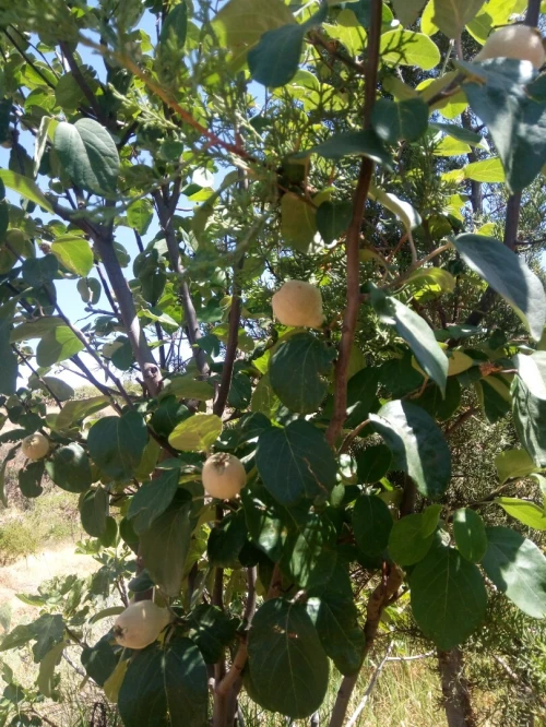 Vente Terrain Agricole Tlemcen Ain fezza