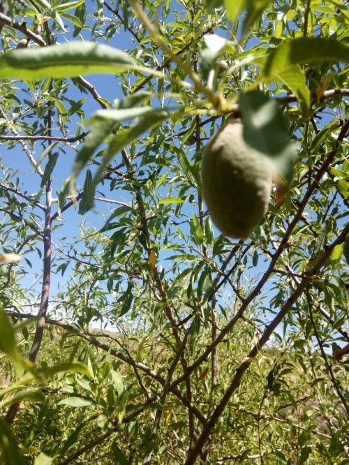 Vente Terrain Agricole Tlemcen Ain fezza