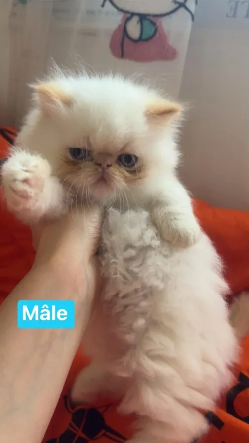 Chat persan peky face et himalayen