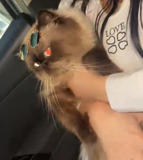 Chat persan peky face himalayenne pour accouplement