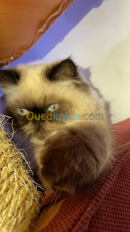 Chat persan peky face male himalayenne pure face 
