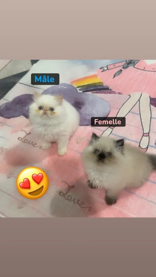 Chat persan peky face et himalayen