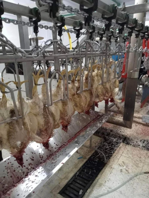 Abattoir chaine abattage poule