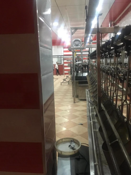 Abattoir chaine abattage poule