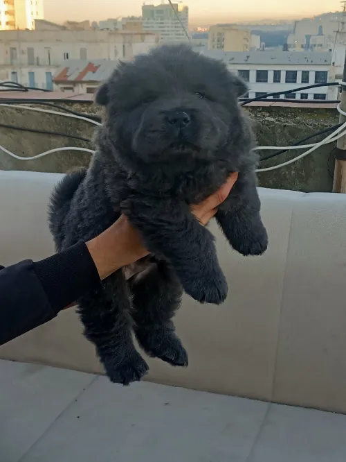 Chow chow