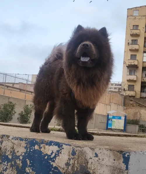 Chow chow 