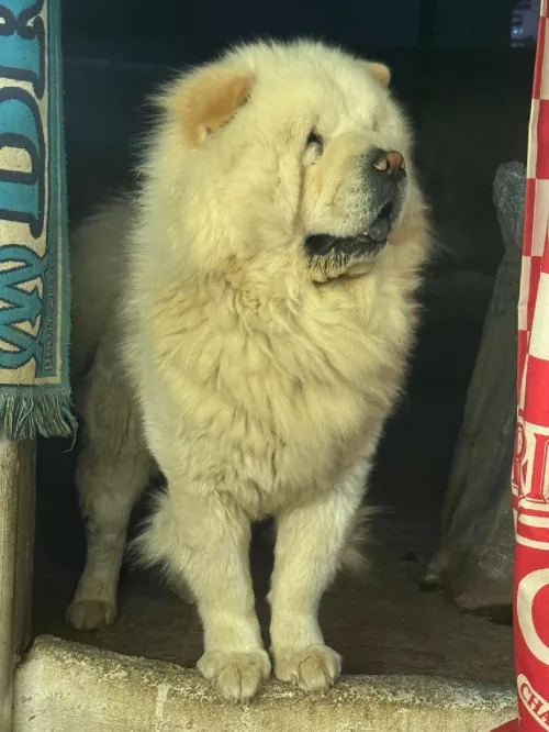Chow chow