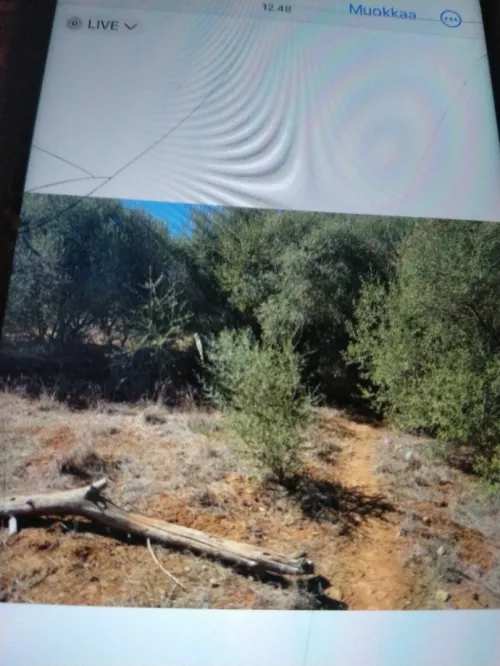 Vente Terrain Alger El achour