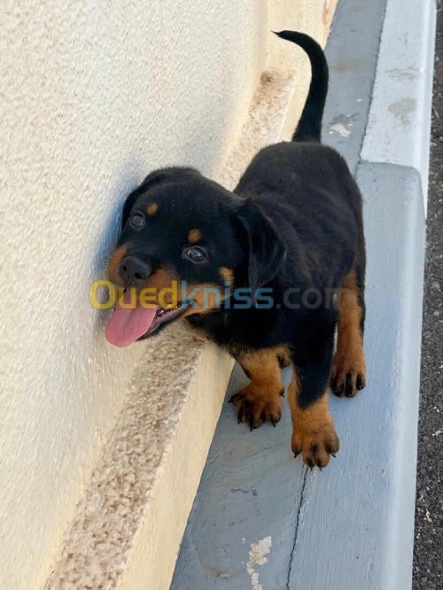 Chiot Rottweiler 
