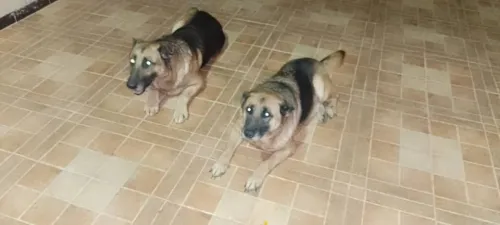 Berger allemand