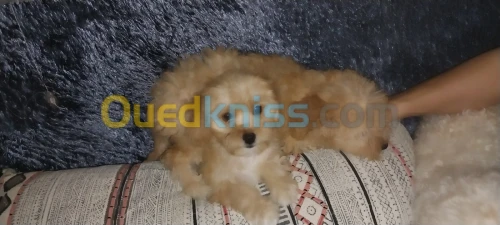 Caniche bichon