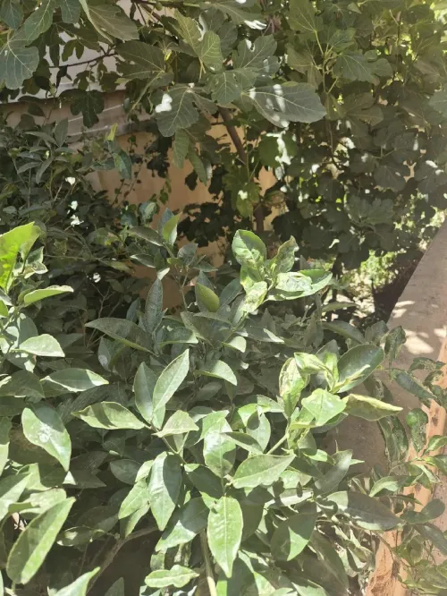 Vente Villa Alger El marsa