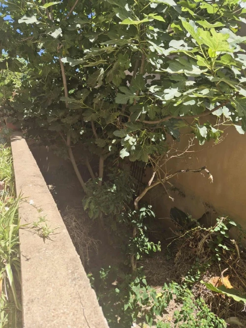 Vente Villa Alger El marsa