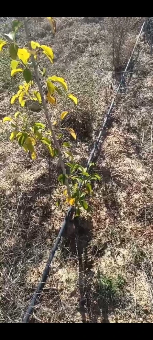 Vente Terrain Agricole Skikda Azzaba