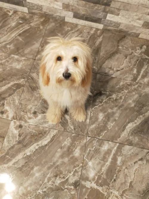 Caniche 