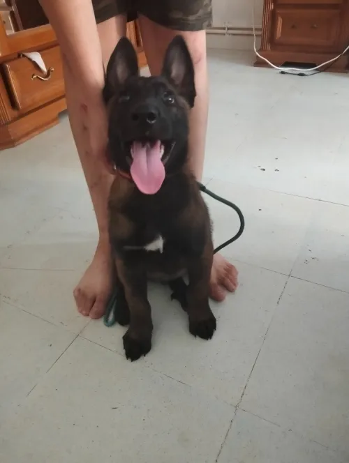 Malinois 