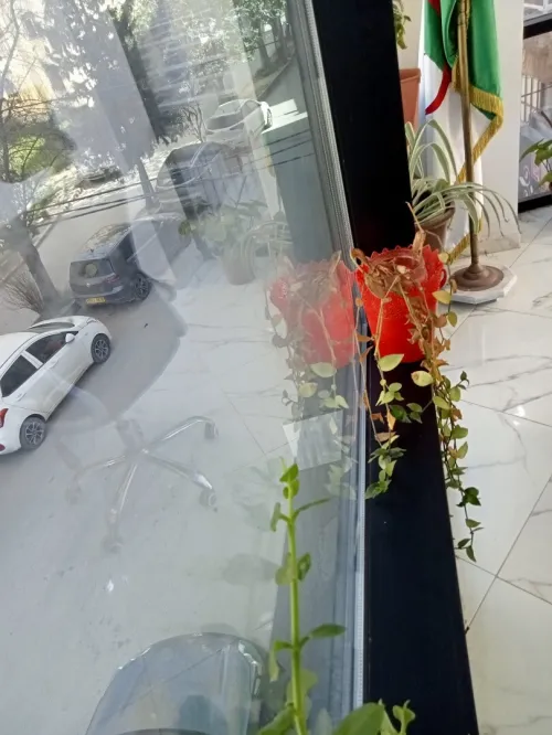 Location Immeuble Alger Dely brahim