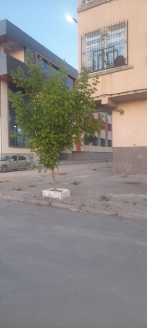Vente Local Sétif Setif