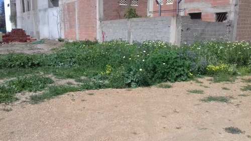 Vente Terrain Alger Ouled chebel