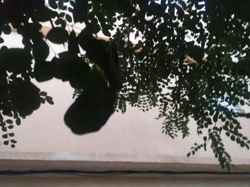 Location Appartement F2 Sidi Bel Abbès Sidi bel abbes