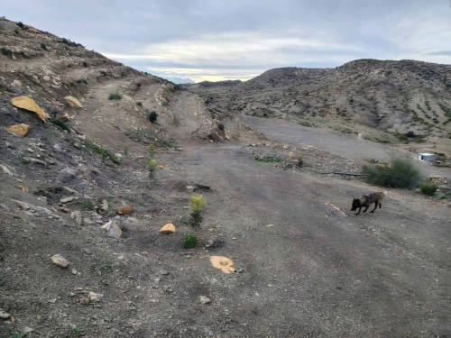 Vente Terrain Agricole Bordj Bou Arreridj Medjana