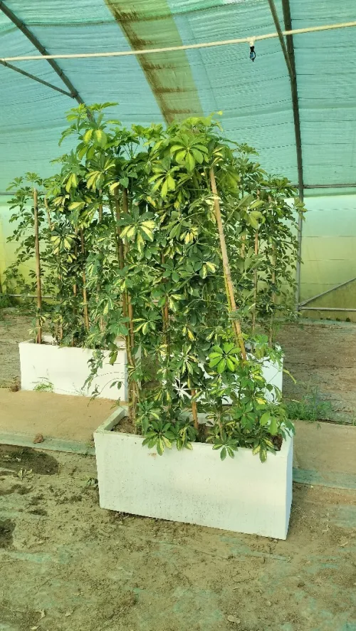 Gazon et plantes 