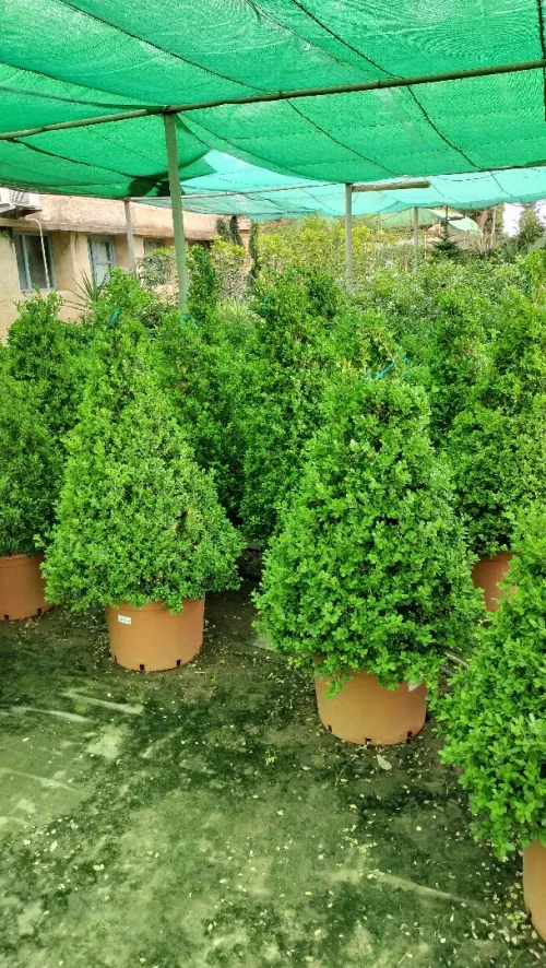 Gazon et plantes 