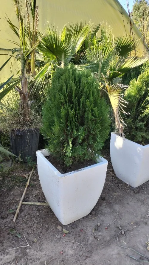 Gazon et plantes 
