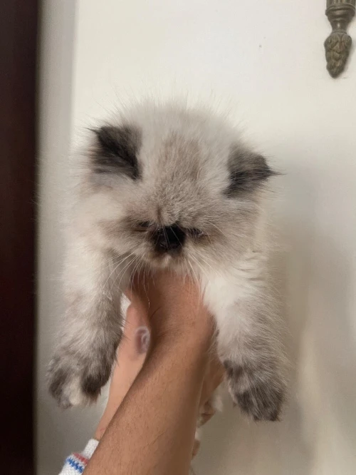 Chaton persan himalayan.