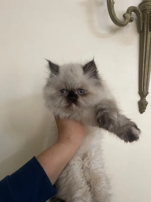 Chaton persan himalayan.