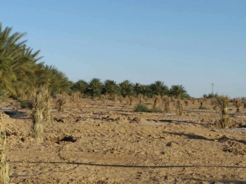 Vente Terrain Agricole Biskra El haouch