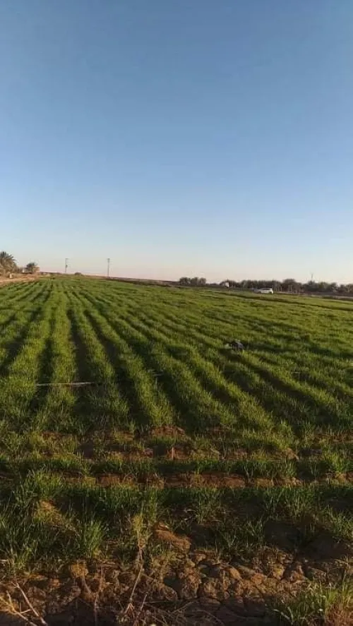 Vente Terrain Agricole Biskra El haouch