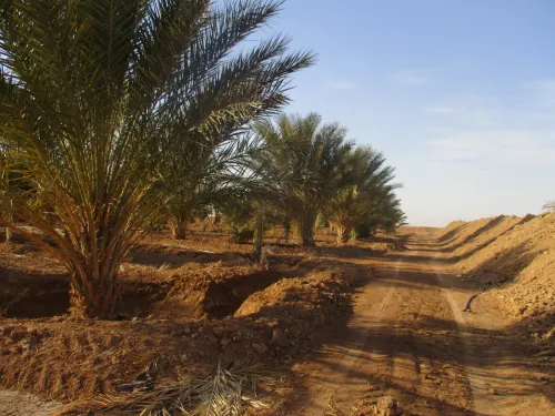 Vente Terrain Agricole Biskra El haouch