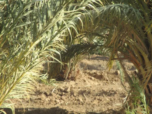 Vente Terrain Agricole Biskra El haouch