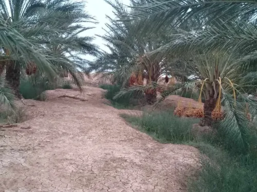 Vente Terrain Agricole Biskra El haouch